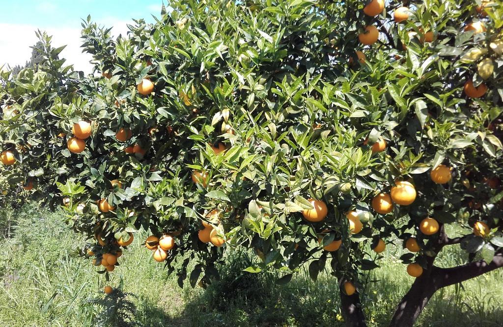 B&B Il Giardino Di Zefiro Gioiosa Marea Dış mekan fotoğraf